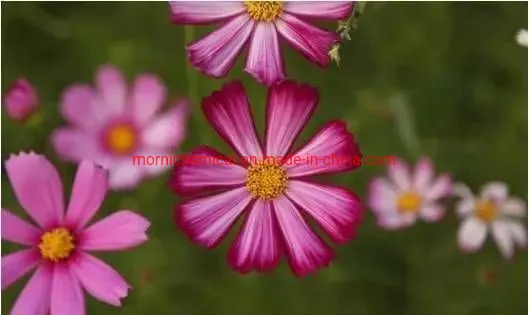Semi Coreopsis Colore misto per la semina del giardino